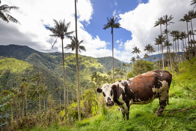 Kolumbija - Nova Godina